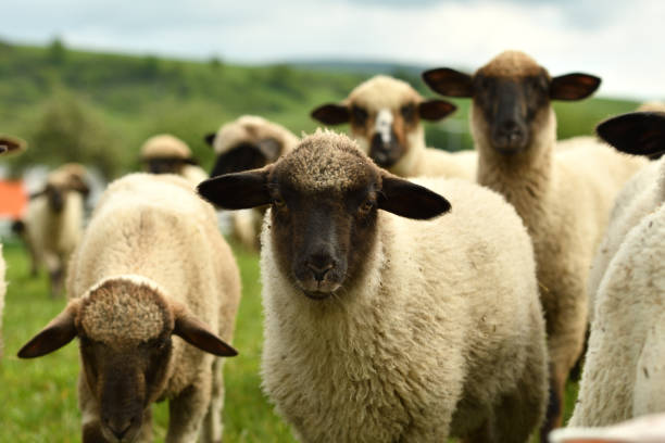 istock domestic sheep walks on a meadow and eats grass 1148633464