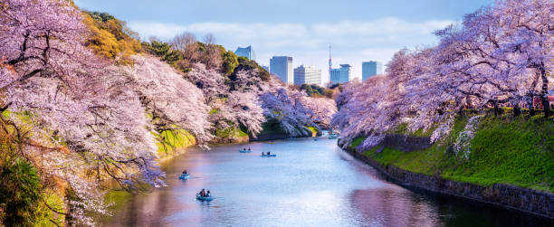 Cherry tree sakura blooming and boats in Chidorigafuchi Park. Tokyo. Japan 4 march 2019 - Tokyo, Japan: Cherry trees in full bloom at Chidorigafuchi Park with recreational boats in Tokyo tokyo sakura stock pictures, royalty-free photos & images