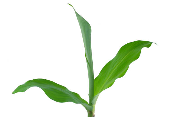 istock Turmeric leaf with water drop isolated on white 1148635040