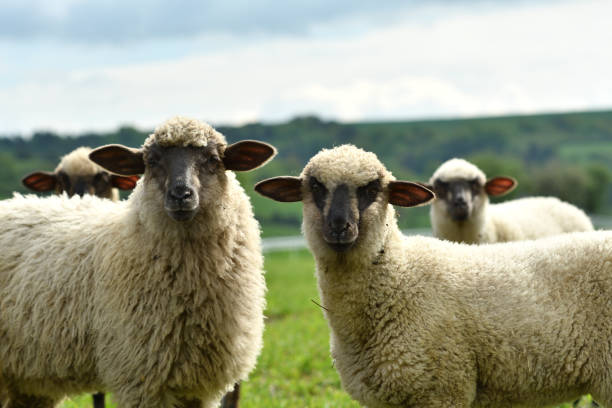 istock domestic sheep walks on a meadow and eats grass 1148635046