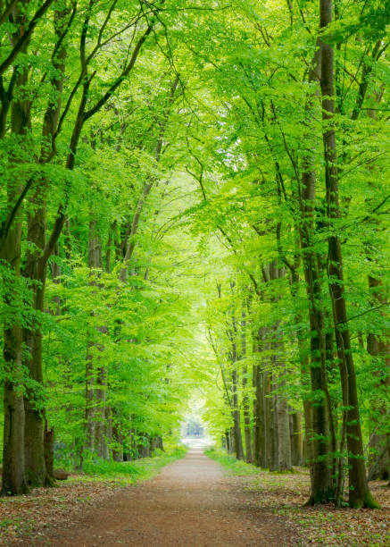 istock straight footpath under vibrant green spring trees leading to light 1148636094
