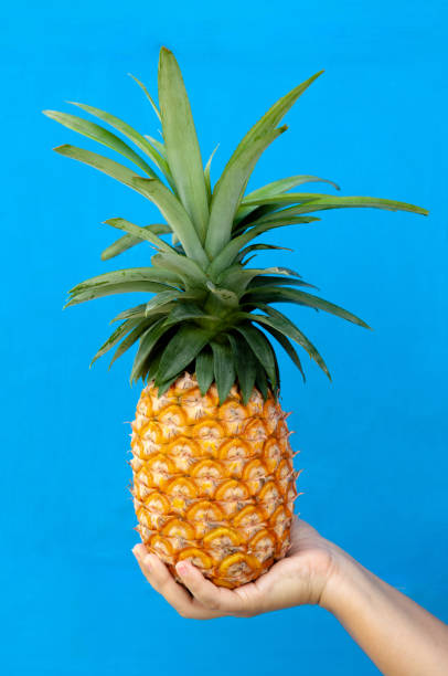 istock Woman Hand holding tropical yellow pineapple isolated 1148636107