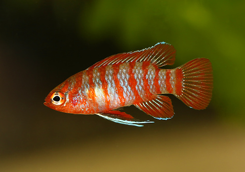 Scarlet badis badis percoid aquarium fish Dario Dario