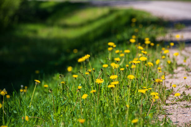 istock yellow dandelion flowers in green meadow 1148637652