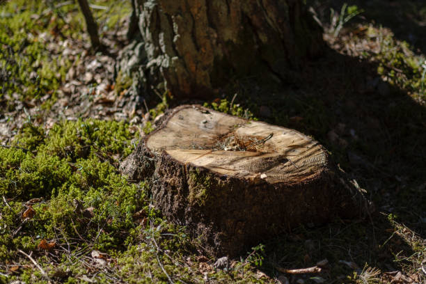 istock old dry tree trunks and stomps in green spring forest 1148637685