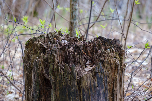 istock old dry tree trunks and stomps in green spring forest 1148637689