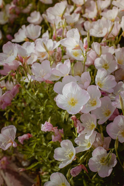 istock spring flowers in the flowerbed 1148638074