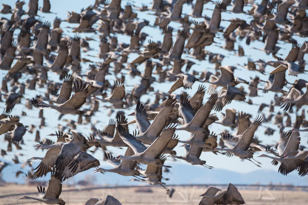 istock Migrating Greater Sandhill Cranes in Monte Vista, Colorado 1148639017