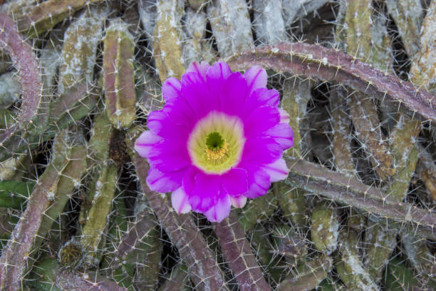 istock Cactus soehrensia formosa with flower 1148639964