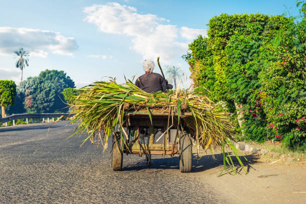 Tractor loaded with Sugar canes Village Sangli State Maharashtra India