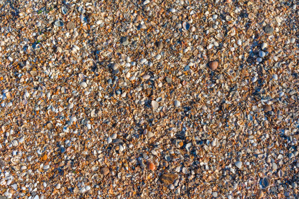 異なる貝殻から自然な背景 - sheel ストックフォトと画像