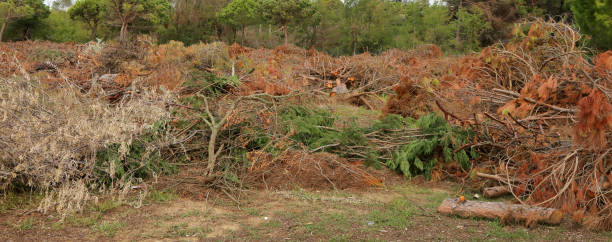 istock trees fell after the passage of the tornado 1148643569