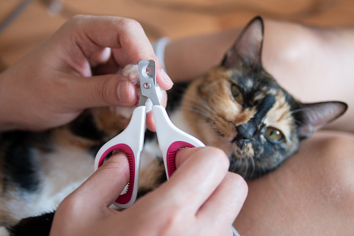 El propietario del gato o veterian está cortando las uñas de gato gatito como cuidado de mascotas manicura peluquería photo