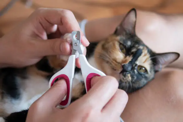 Photo of Cat owner or veterian is cutting kitten cat's nails as pet care grooming manicure