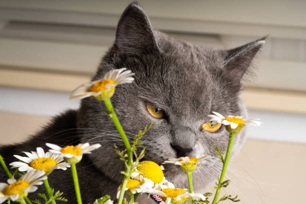 istock british shorthair and daisy 1148644341