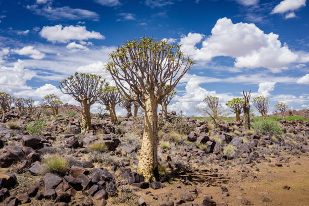 keetmanshoop kołczan drzewo las namibia pustynia - keetmanshoop zdjęcia i obrazy z banku zdjęć