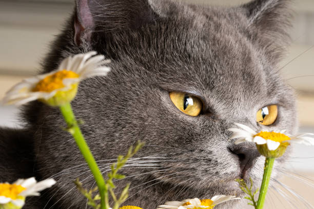 istock british shorthair and daisy 1148645246