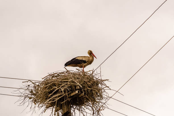 istock Storks in nest on a high electric pole 1148645615