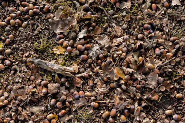 istock couple acorns on the ground 1148645616