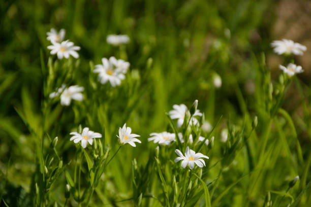 istock Spring flowers in Oparenske udoli valley in spring on 20th april 2019 1148645734