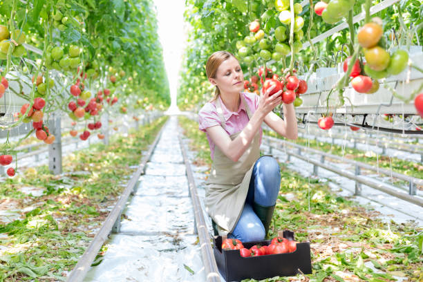 istock Young gardener examining fresh tomatoes in greenhouse 1148646480