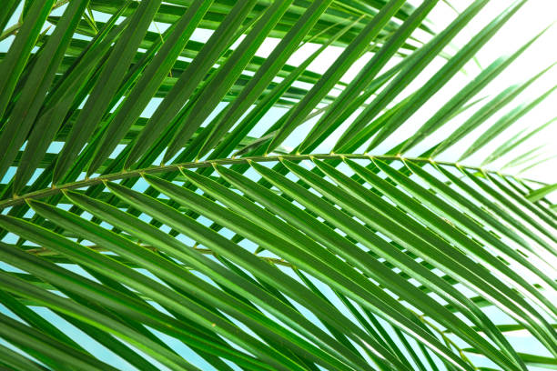istock Beautiful palm leaves on light background, closeup. Exotic plant 1148647645