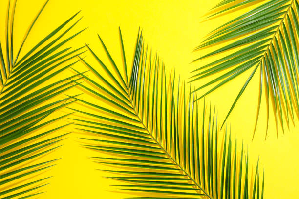 istock Beautiful palm leaves on color background, top view. Exotic plant 1148647749