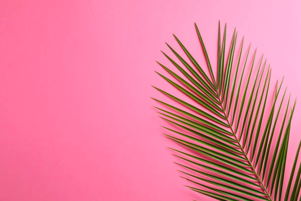 istock Beautiful palm leaf on color background, top view and space for text. Exotic plant 1148647789