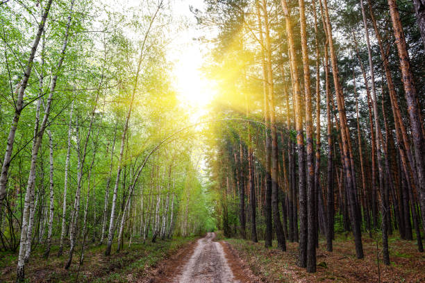 Bright sun over country road in the mixed forest