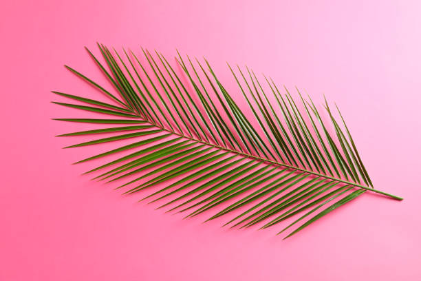 istock Beautiful palm leaf on color background, top view and space for text. Exotic plant 1148647845