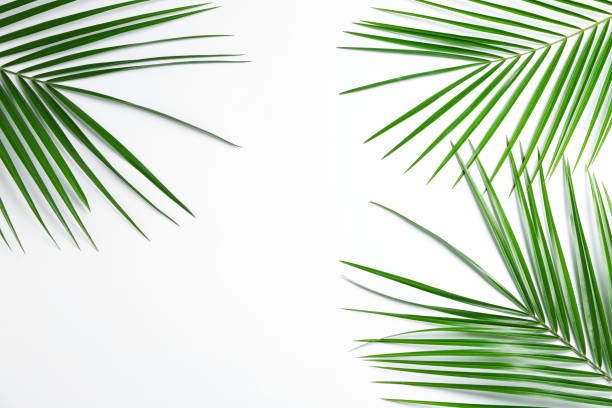 istock Beautiful palm leaves on white background, top view and space for text. Exotic plant 1148647899