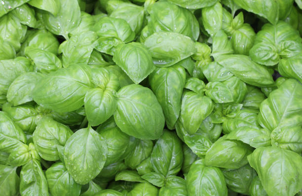 istock many green leaves of basil plants 1148647918