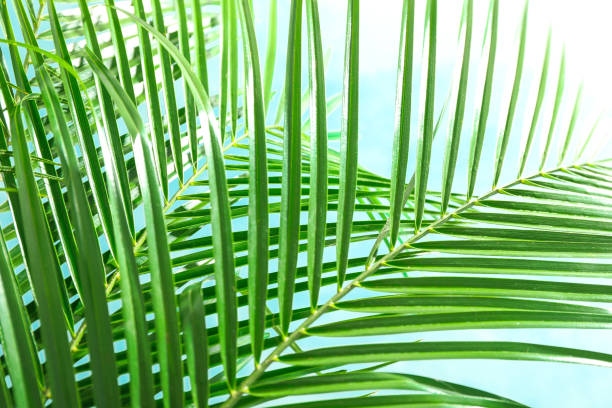 istock Beautiful palm leaves on light background, closeup. Exotic plant 1148647956