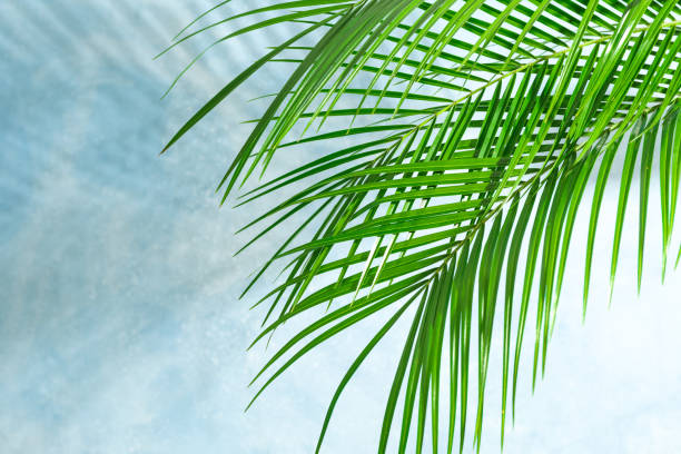 istock Beautiful palm leaves on color background, space for text. Exoti 1148647982