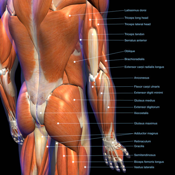 istock Labeled Anatomy Chart of Male Lower Back Muscles on Black Background 1148648053