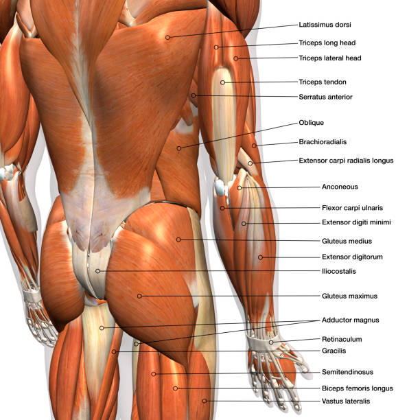 istock Labeled Anatomy Chart of Male Lower Back Muscles on White Background 1148648056