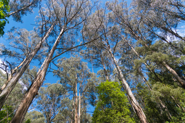 istock Nature in Dandenong mountain Melbourne 1148648202