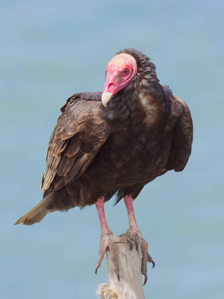 istock A Turkey Vulture perches on a fence-post, northern Chile. 1148648304