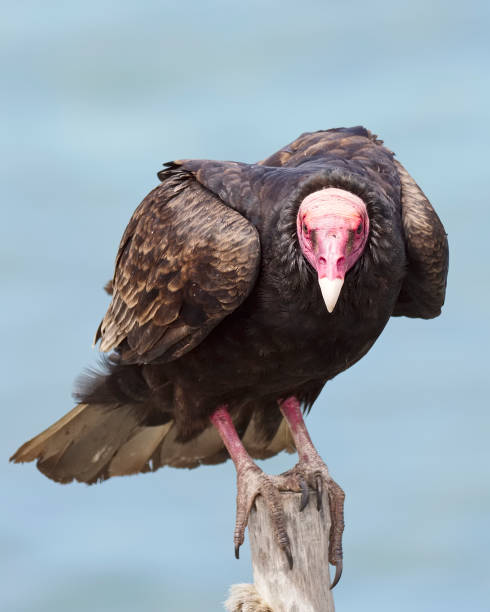 istock A Turkey Vulture perches on a fence-post, northern Chile. 1148648319
