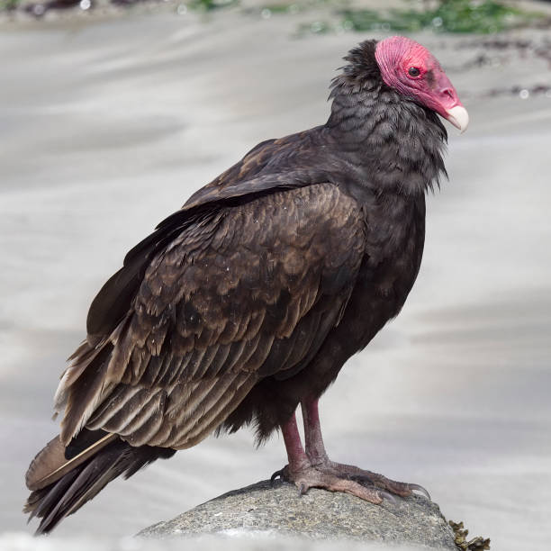 istock A Turkey Vulture rests on rocks beside a sandy beach, northern Chile. 1148648334