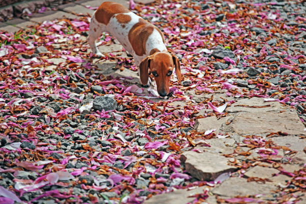 istock Dachshund dog garden magnolia petal 1148649218