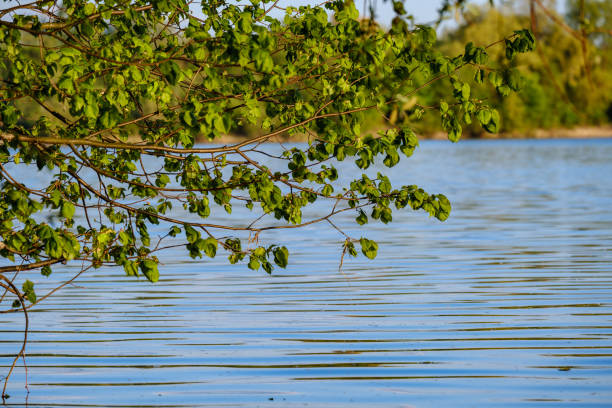 istock tree branches with fresh green leaves hanging low above water in river. 1148649312