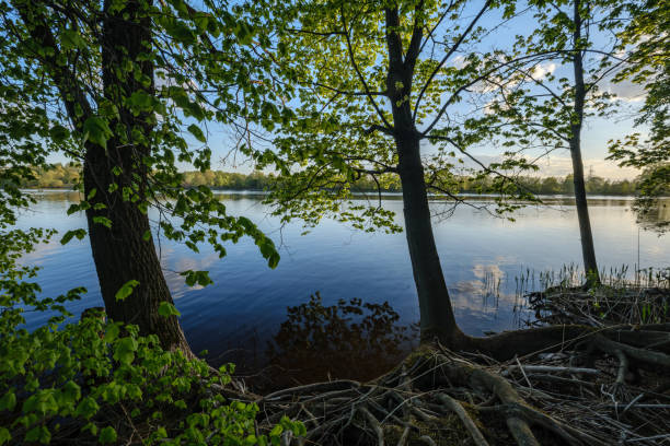 istock beautiful sunset by the river under tree leaves and branches. calm water 1148649363