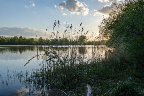 istock beautiful sunset by the river under tree leaves and branches. calm water 1148649377