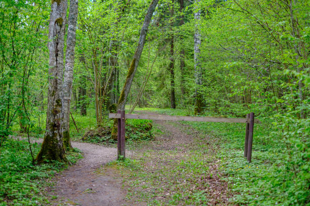 istock small narrow foot path in summer green forest 1148649413