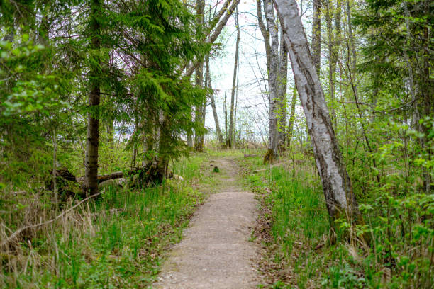 istock small narrow foot path in summer green forest 1148649458