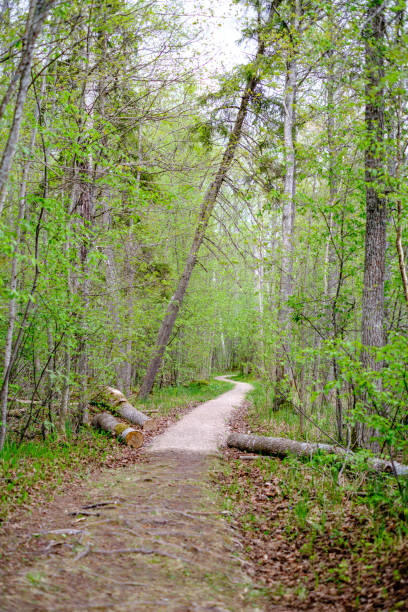 istock small narrow foot path in summer green forest 1148649459