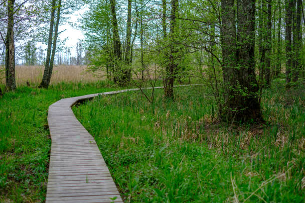 istock small narrow wooden plank foot path in summer green forest 1148649566