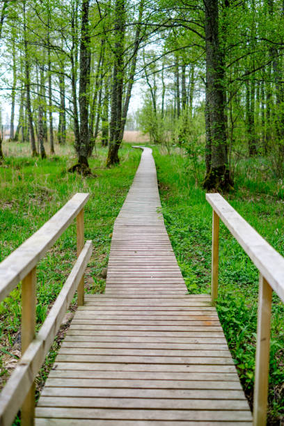 istock small narrow wooden plank foot path in summer green forest 1148649582