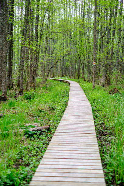 istock small narrow wooden plank foot path in summer green forest 1148649601
